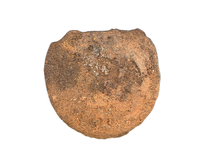 Pachycephalosaurus Vertebrae