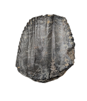 Iguanodon Tooth, England, Early Cretaceous