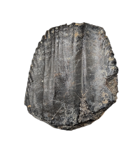 Iguanodon Tooth, England, Early Cretaceous