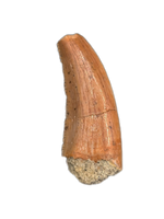 Theropod Tooth from the Mid Jurassic, Madagascar