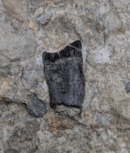 Draconyx Tooth, Lourinha Formation, Portugal