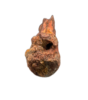 Theropod Tail Vertebra, Kem Kem