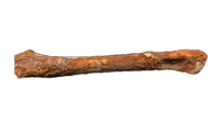 Theropod Bone, Kem Kem