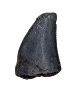 Raptor Tooth from the Hell Creek Formation
