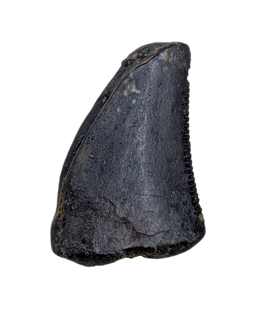 Raptor Tooth from the Hell Creek Formation
