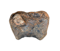Stegosaurus Caudal Vertebrae, Morrison Formation