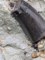Theropod Dinosaur Tooth, El Mers Formation