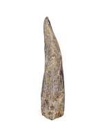 Megalosaurid Tooth from the Mid Jurassic, Madagascar