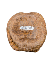 Edmontosaurus Vertebra