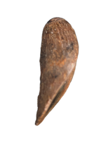 Tyrannosaur (Teratophoneus?) Tooth from the Upper Aguja Formation.
