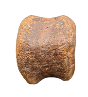 Edmontosaurus Vertebra