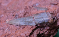 Large and Exceptional Postosuchus (Rauisuchid) Tooth, Bull Canyon Formation