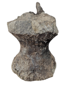 Allosaurus Vertebra, Morrison Formation