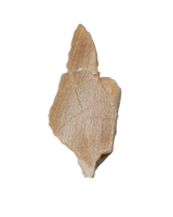 Chenanisaurus Tooth Chunk, Morocco Phosphate