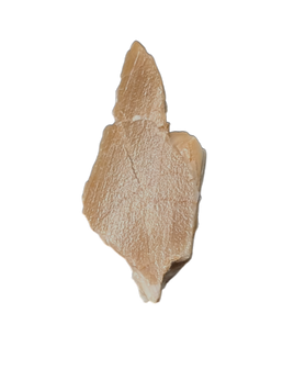 Chenanisaurus Tooth Chunk, Morocco Phosphate