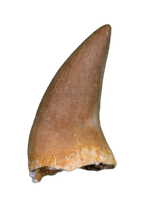 Pluridens Tooth, Morocco (Mosasaur)