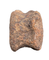 Edmontosaurus Neck Vertebrae