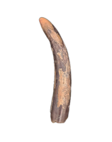Pterosaur (Ornithocheirid Tooth, Elrhaz Formation