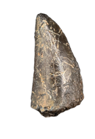 Timurlengia? tooth, Bissekty Formation, Uzbekistan