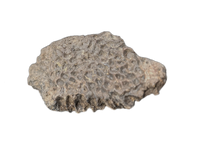 Crocodile Armor Scute, Bissekty Formation, Uzbekistan.