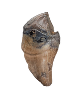 Huge Leptoceratops Tooth from the Hell Creek Formation