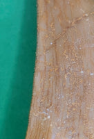 Pluridens Tooth, Morocco (Mosasaur)