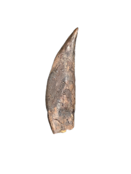 Rooted Mammal Canine, Hell Creek Formation