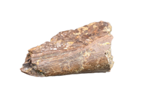 Pterosaur Azhdarchidae (Infernodrakon?, Quetzacoatlus?) Partial Vertebra