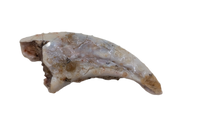 Theropod Dinosaur Hand Claw, Kem Kem