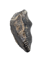 Iguanodon Tooth, England, Early Cretaceous