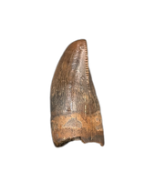 Juvenile Tyrannosaurus Rex Tooth