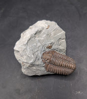 Flexicalymene Trilobite, Ohio