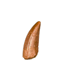 Noasaurid? Tooth, Kem Kem