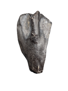 Mantellisaurus Tooth, Wessex Formation