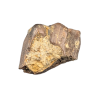 Triceratops Tooth