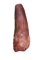 Spinosaurus Tooth