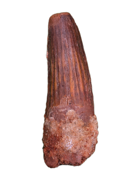 Spinosaurus Tooth