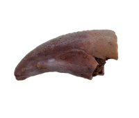 Theropod Dinosaur Claw, Kem Kem