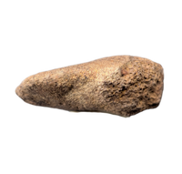 Edmontosaurus Claw (Ungal), Hell Creek Formation