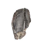 Camptosaurus Tooth, Morrison Formation