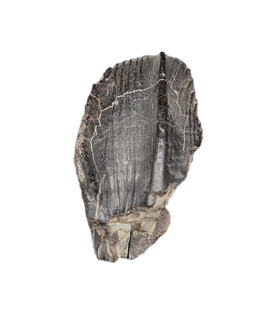 Camptosaurus Tooth, Morrison Formation