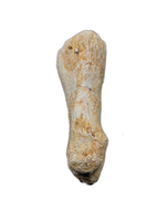Spinosaurus Toe
