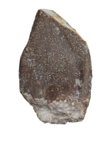 Lapparentosaurus/Narindasaurus Tooth from the Mid Jurassic, Madagascar