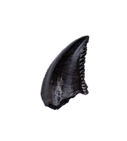 Troodon Tooth, Hell Creek Formation