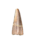 Diplocodid Tooth from the Mid Jurassic, Madagascar
