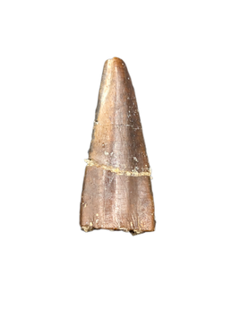 Diplocodid Tooth from the Mid Jurassic, Madagascar
