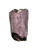 Maiasaura Tooth, Two Medicine Formation