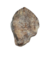 Triceratops Tooth