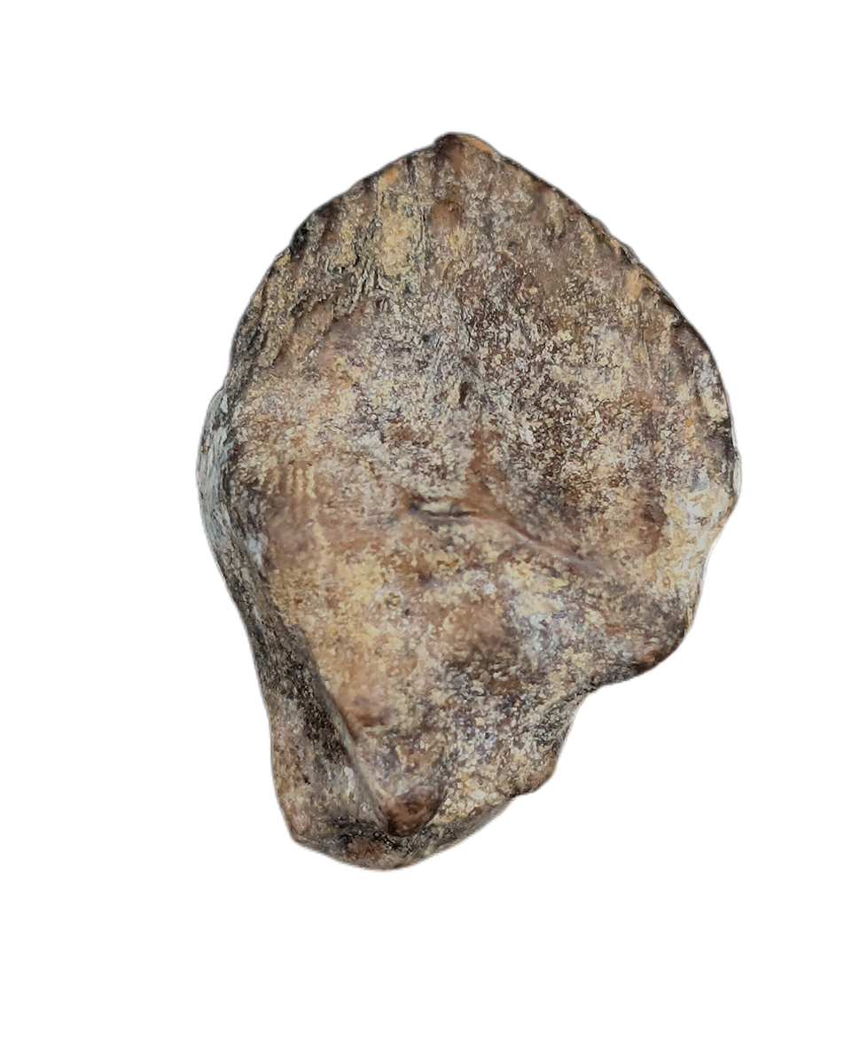 Triceratops Tooth| The Daily Rex