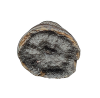 Deinosuchus (Crocodile) Tooth from Texas